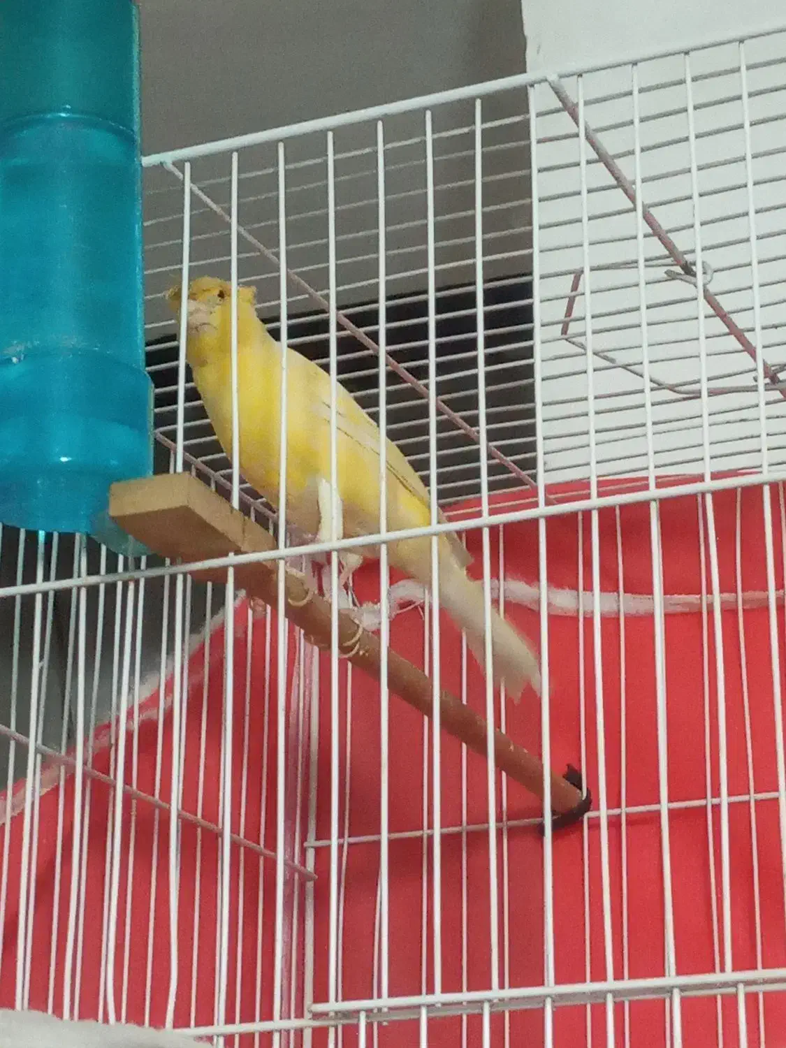 قناری کاکلی پرتقالی|پرنده|مشهد, شهید معقول|دیوار