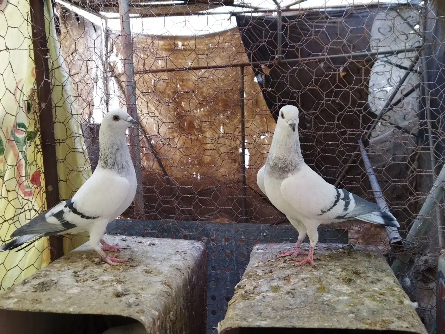 کفتر سبز|پرنده|اردکان, |دیوار