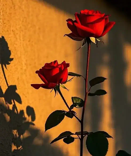 خرید منزل.تمیز کردن حیاط|خدمات نظافت|رشت, دروازه لاکان|دیوار