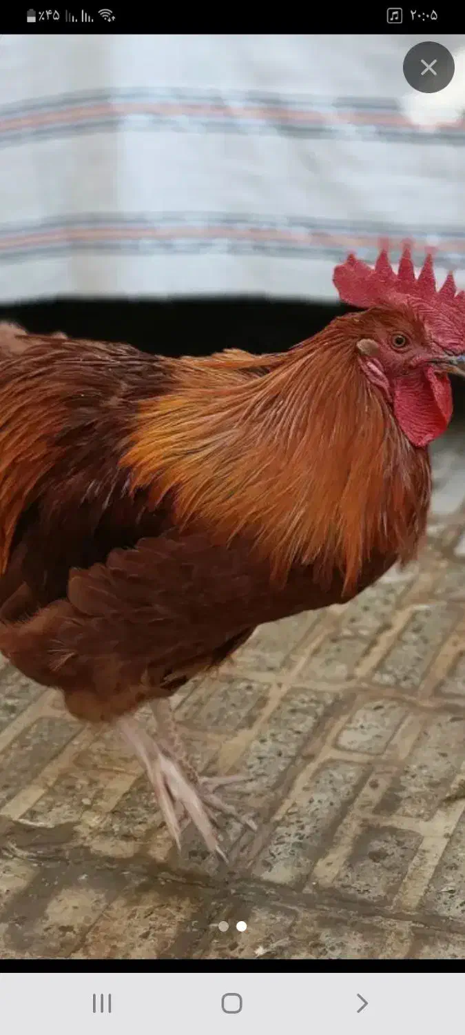 ۴ عدد خروس|حیوانات مزرعه|صحنه, |دیوار