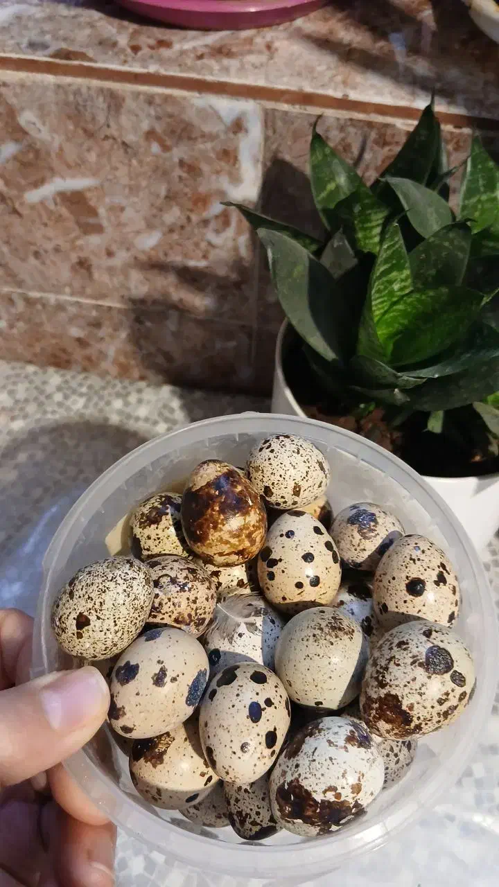 تخم نطفه دار|خوردنی و آشامیدنی|مشهد, شهید معقول|دیوار