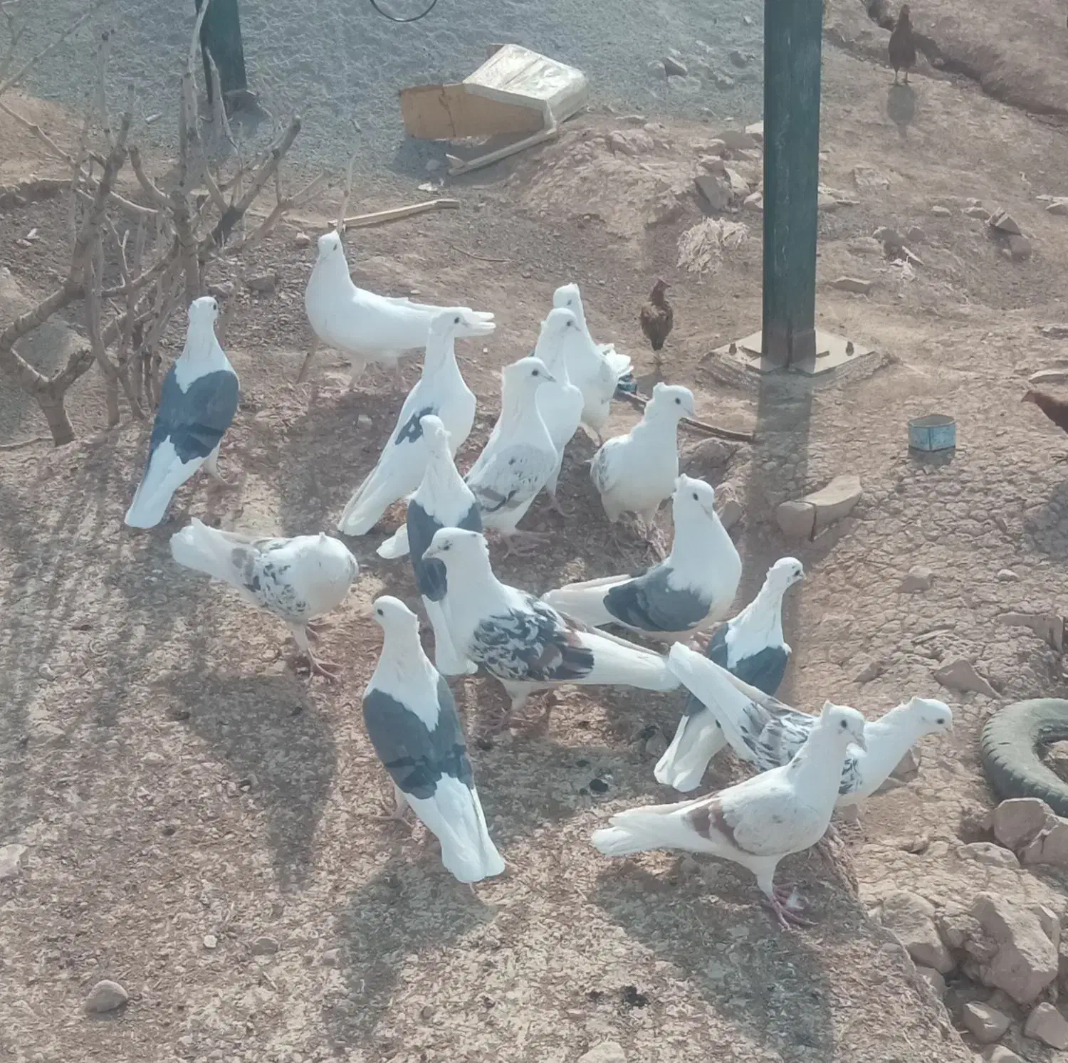 کفتر ها شونی|پرنده|کوهدشت, |دیوار