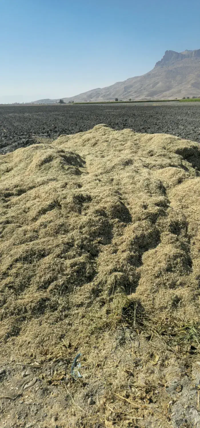 کاه نرم لوبیا|حیوانات مزرعه|مرودشت, رودبال|دیوار