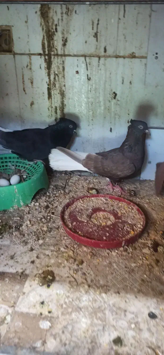 کبوتر دمسفید|پرنده|دوگنبدان, |دیوار