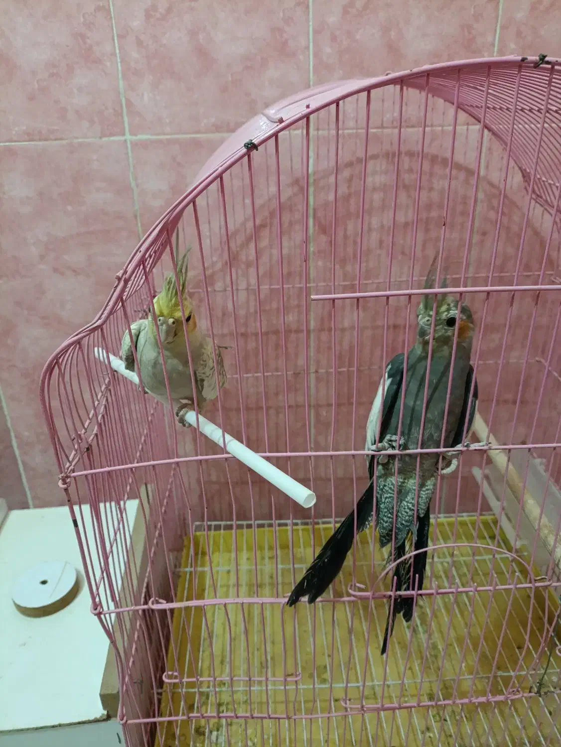 عروس هلندی اهلی همراه با قفس و لانه|پرنده|مشگین شهر, |دیوار