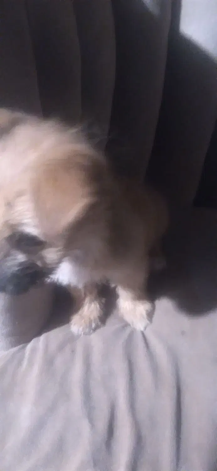 سگ پاکوتاه|سگ|گرگان, |دیوار