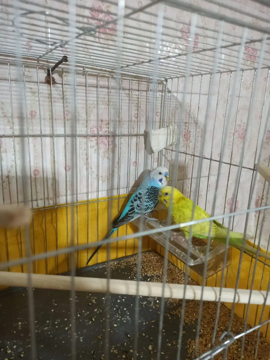 یه جفت مرغ عشق معاوضه با عروس هلندی|پرنده|تهران, خاک سفید|دیوار