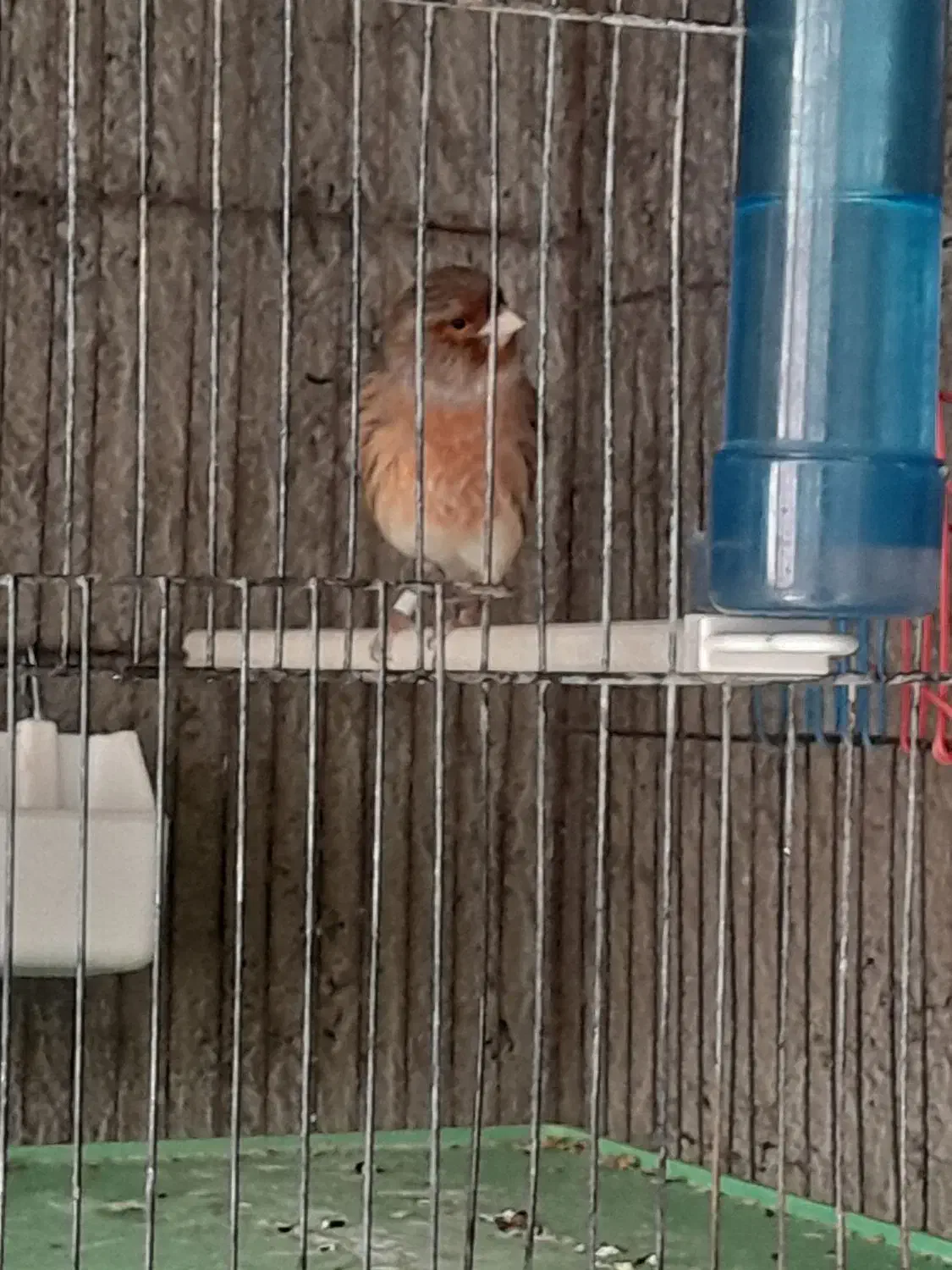 قناری نر|پرنده|آذرشهر, |دیوار