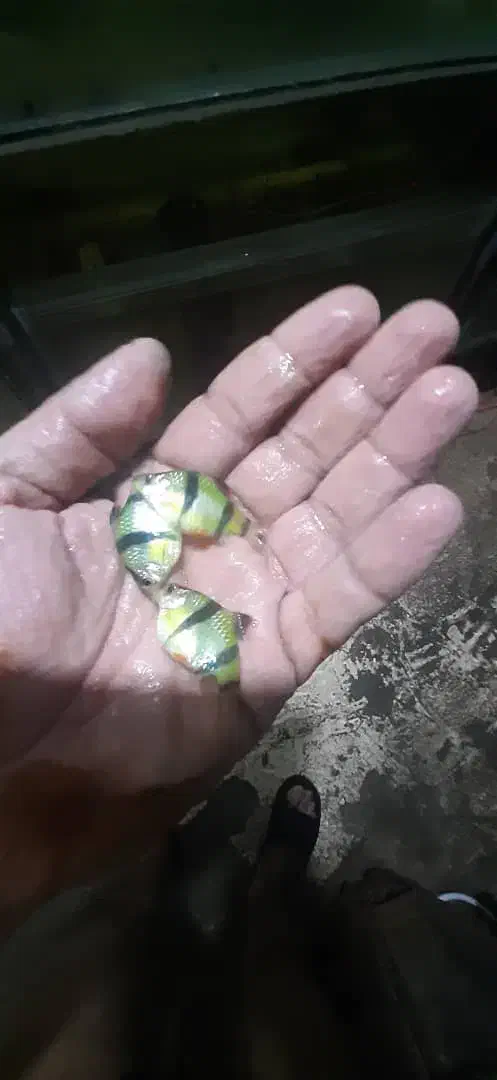 فایتر ماده|ماهی|اصفهان, بهارستان|دیوار