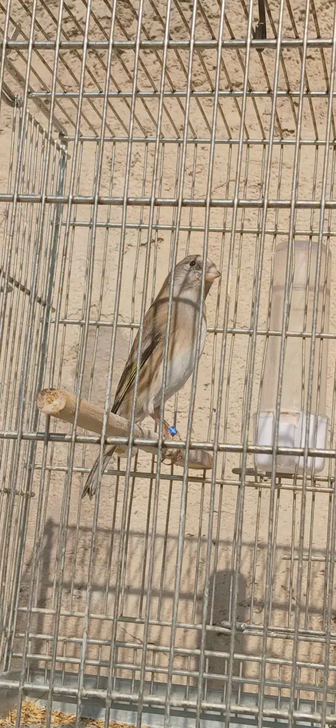 سهره قناری دهندار و سهره|پرنده|ری, شهرک نظامی|دیوار