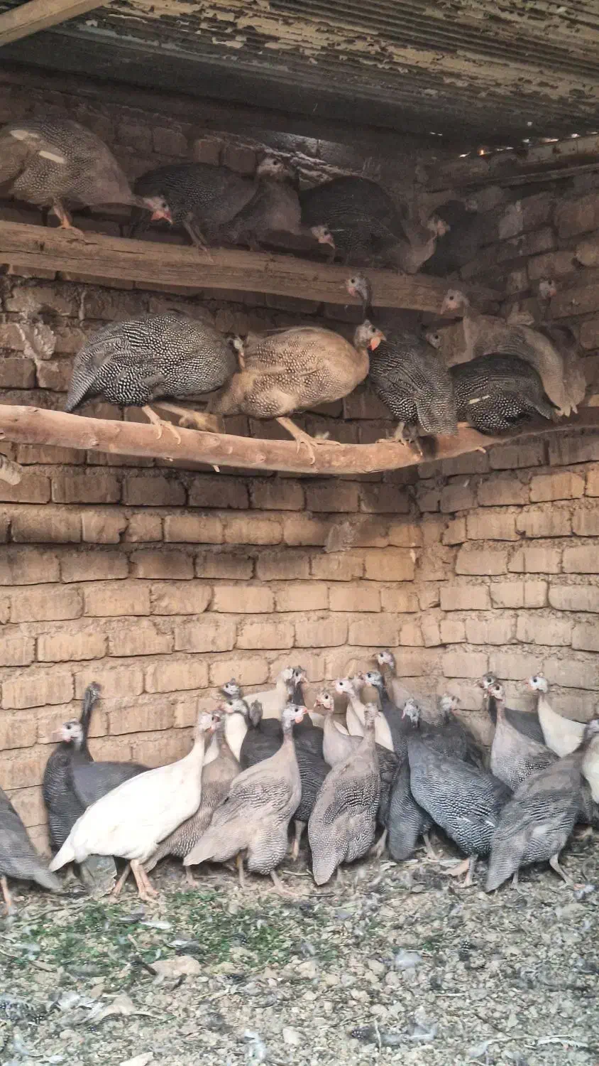 مرغ شاخدار|حیوانات مزرعه|بانش, |دیوار