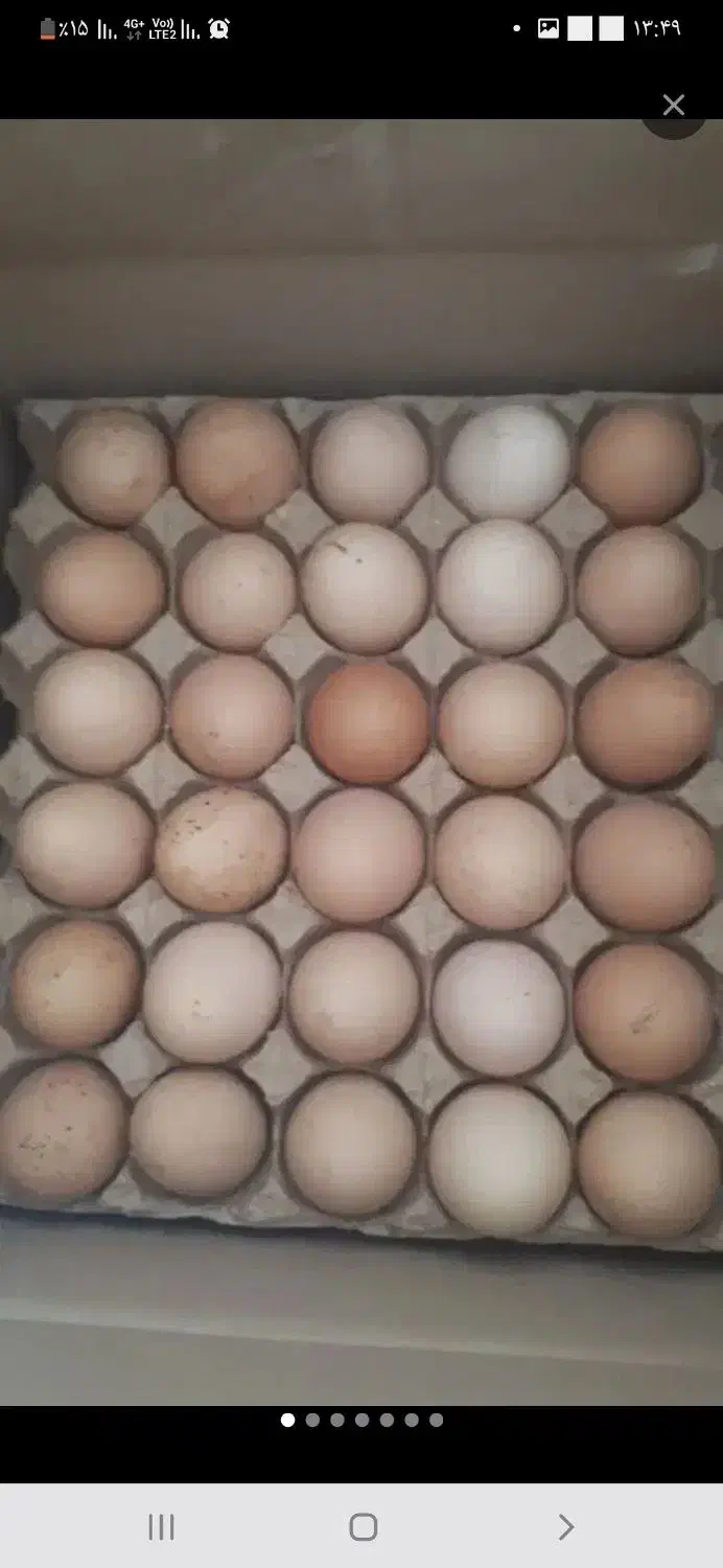 تخم مرغ محلی تازه تازه شانه ای ۲۹۰|خوردنی و آشامیدنی|همدان, |دیوار