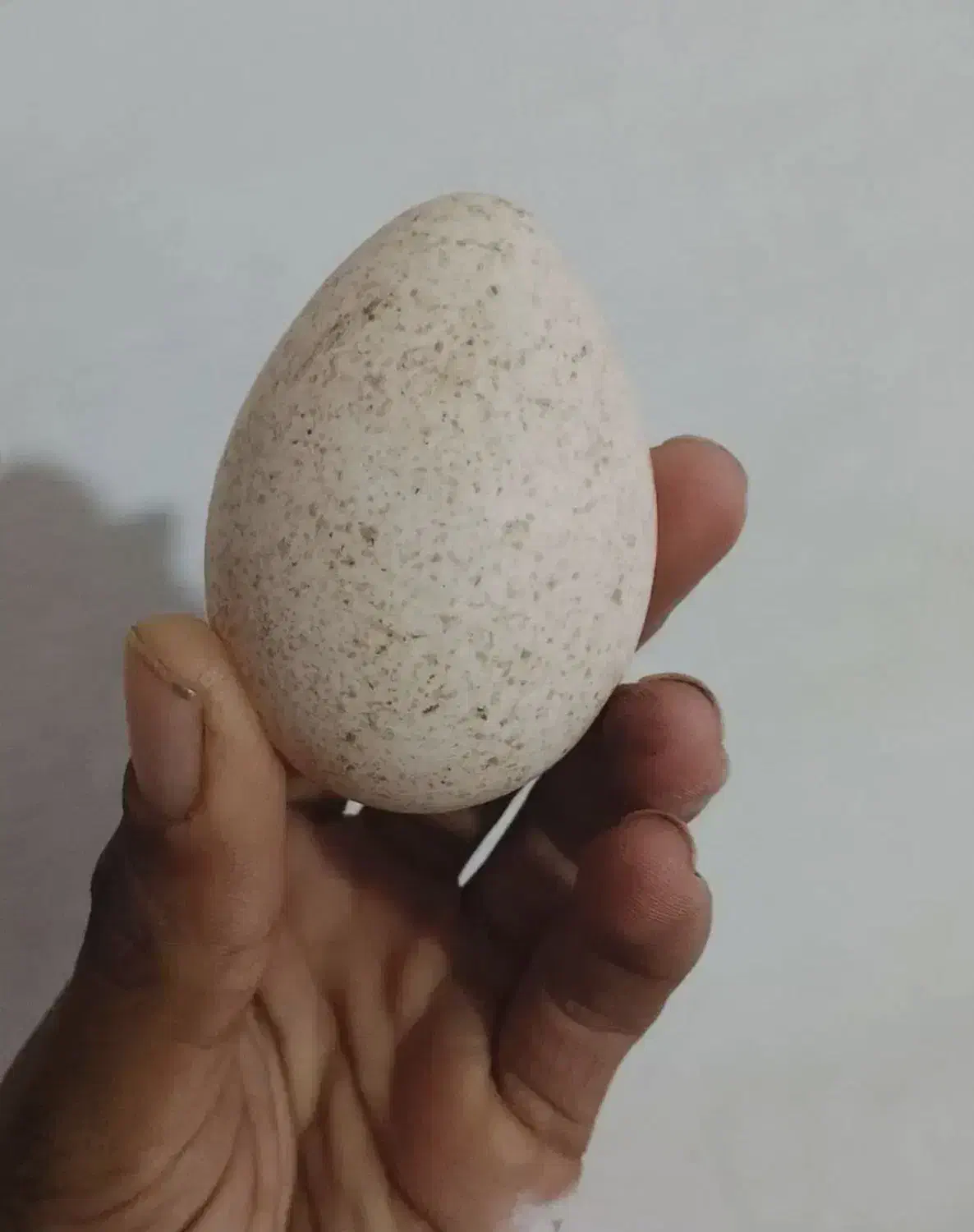 تخم‌مرغ نطفه دار بوغلمون|حیوانات مزرعه|خواف, |دیوار