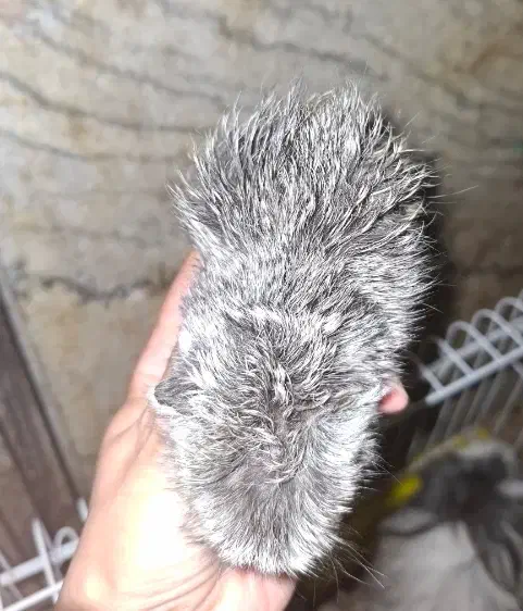 توله خوکچه هندی فشن(خرگوش)|موش و خرگوش|اهواز, کیانپارس |دیوار