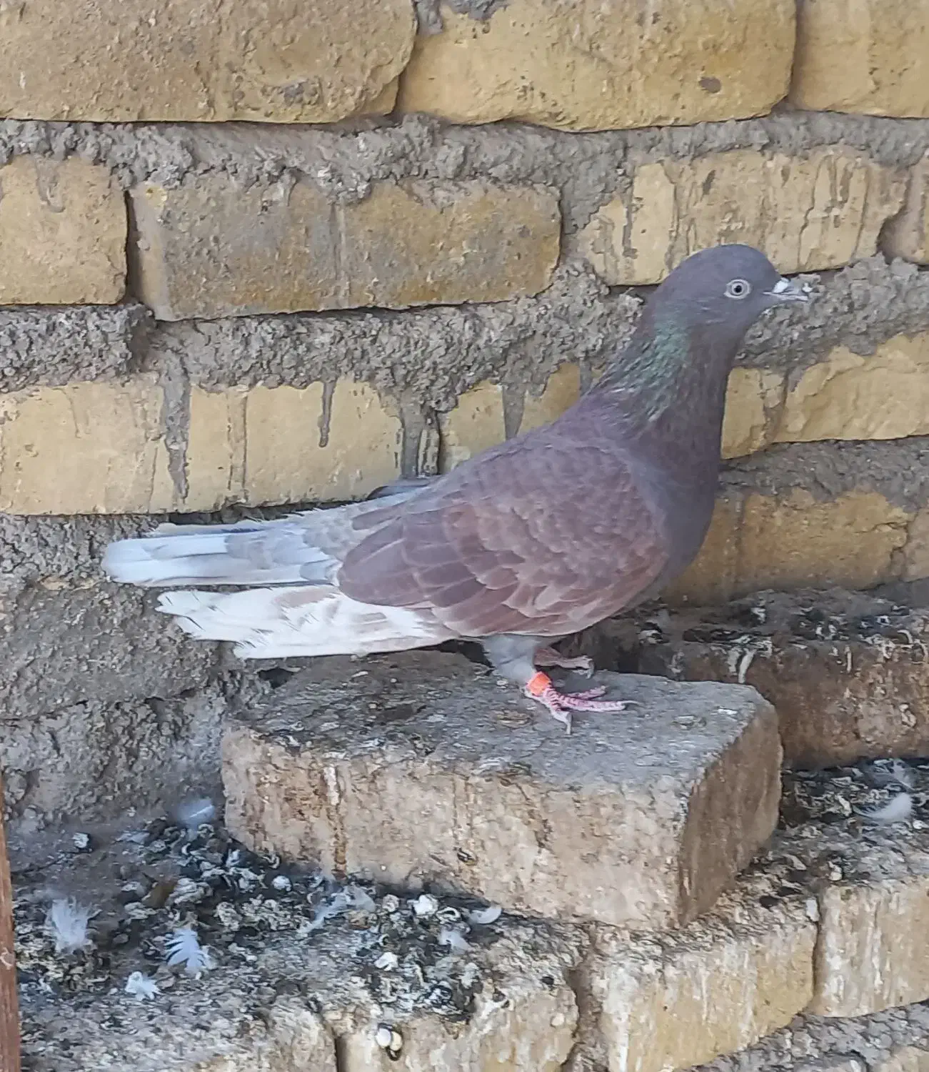 ماده کفتر سرخ|پرنده|زارچ, |دیوار