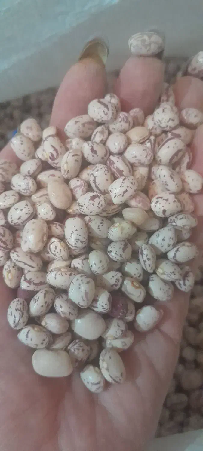 لوبیا چیتی تازه|عمده‌فروشی|مرودشت, ابوذر شمالی‎|دیوار