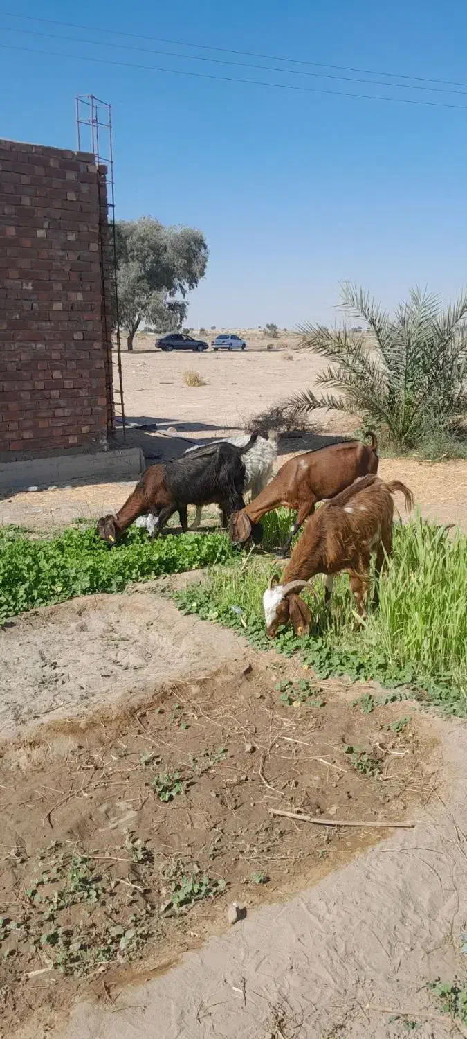 بز ابستن|حیوانات مزرعه|جیرفت, |دیوار