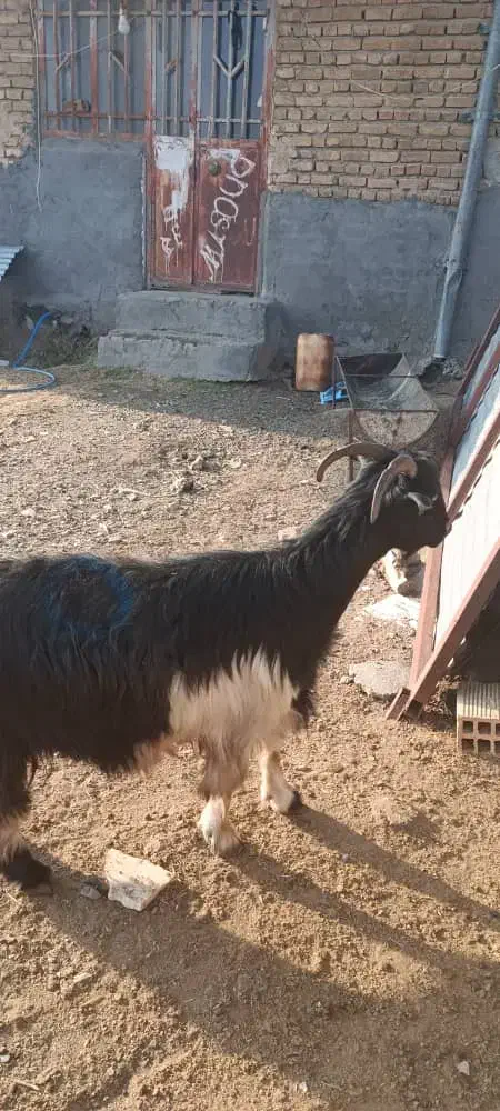 بزفروشی|حیوانات مزرعه|ازنا, |دیوار