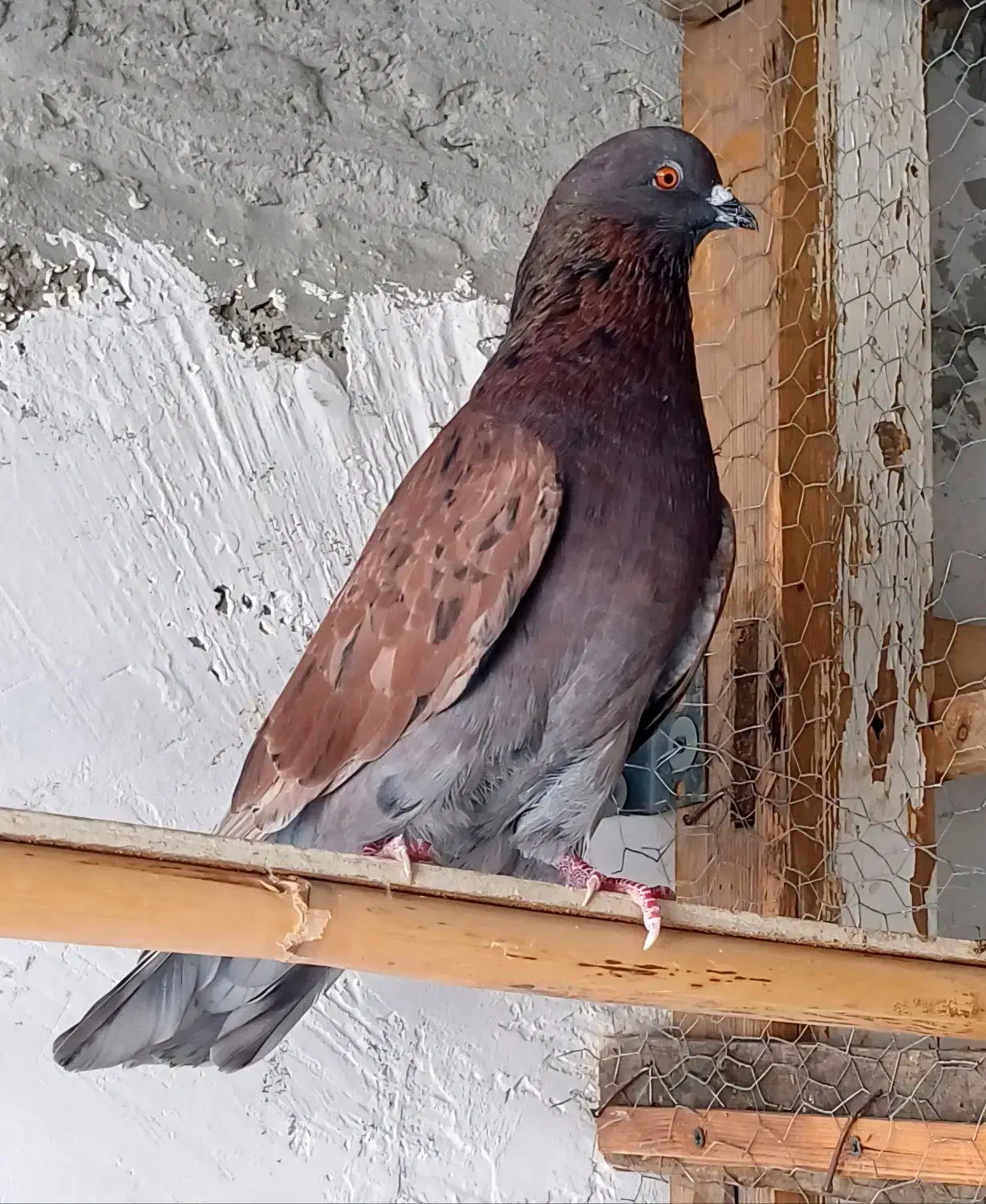 کبوتر پرشی|پرنده|گرگان, |دیوار