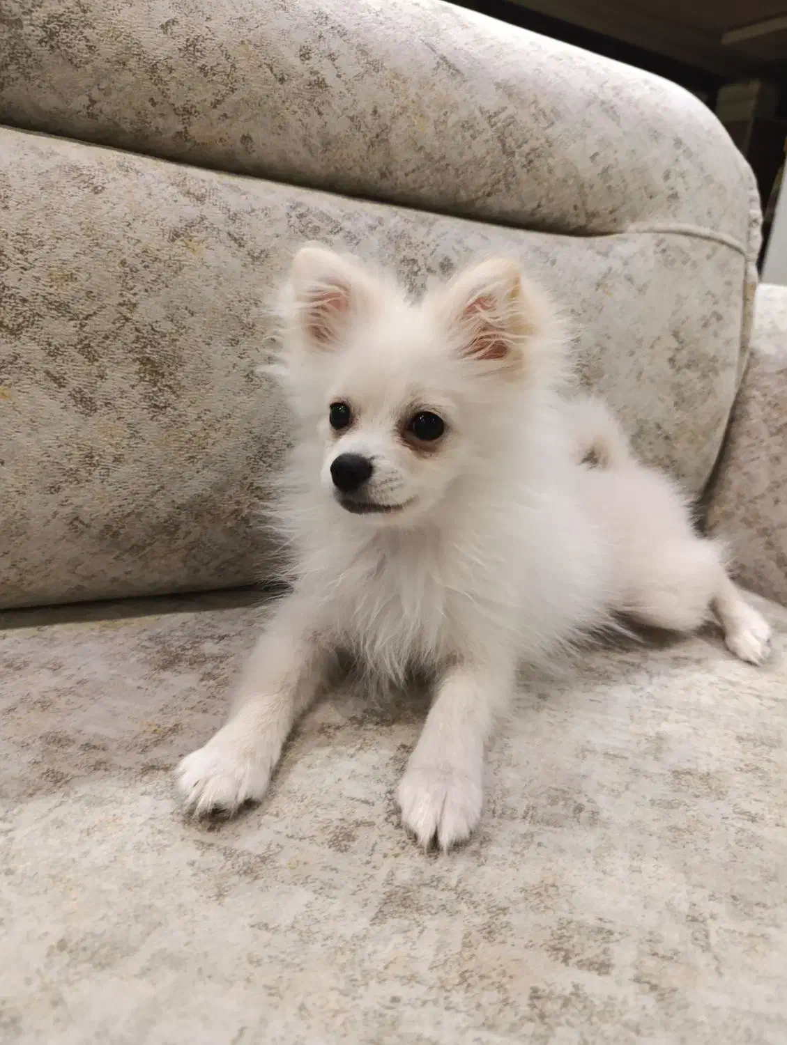 سگ پامر عروسکی پنج ماهه|سگ|اردبیل, |دیوار