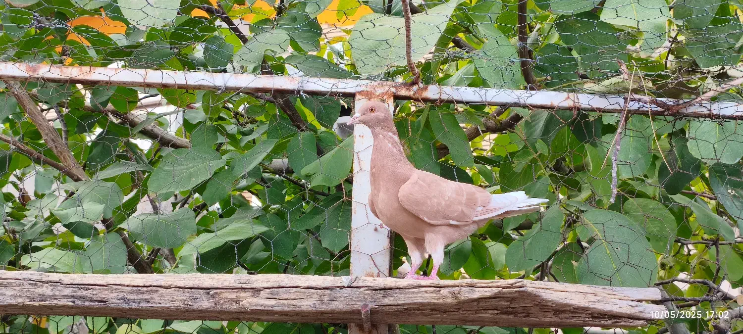 دو عدد کبوتر نر|پرنده|خوانسار, |دیوار