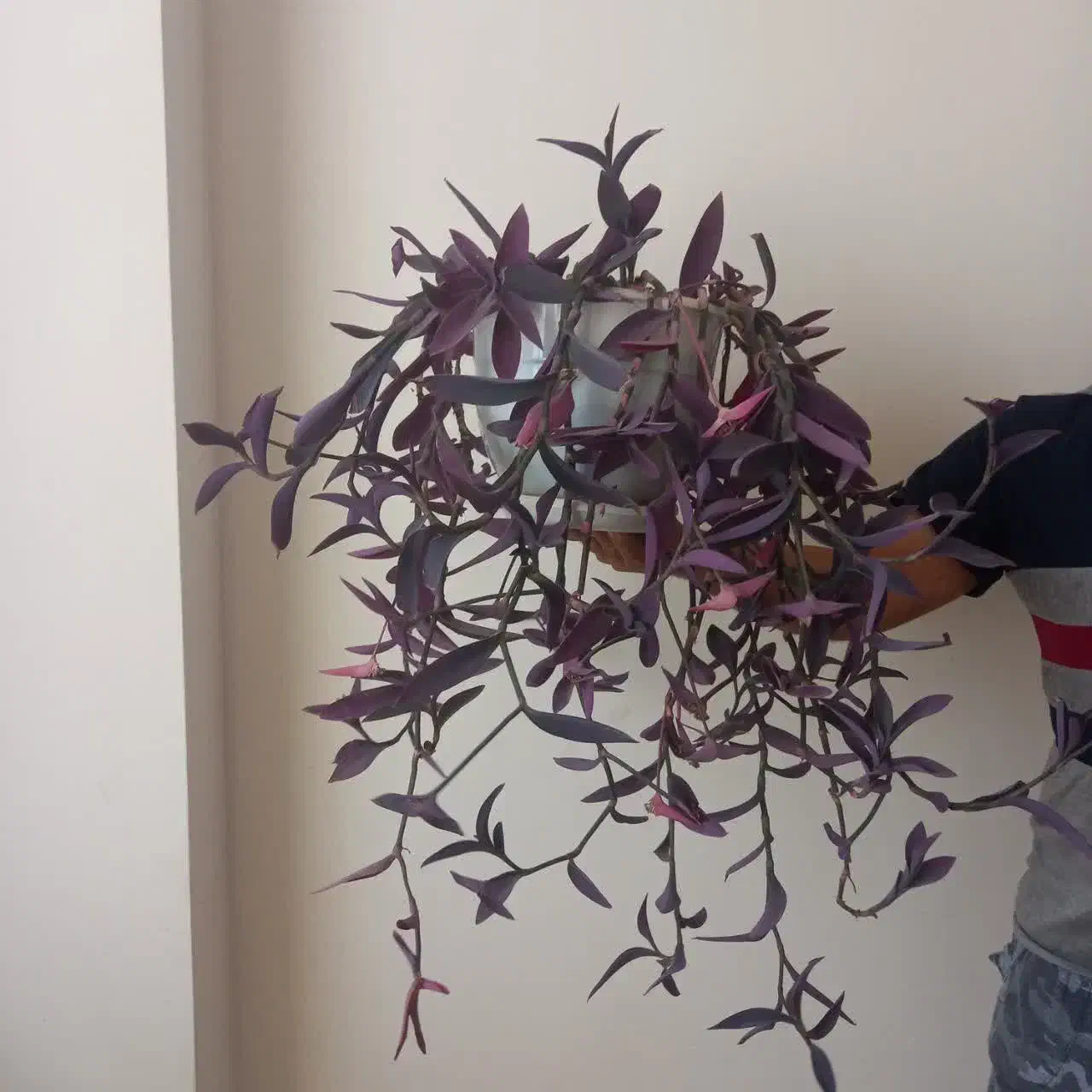 گل طبیعی|گل و گیاه طبیعی|تربت‌حیدریه, شهرک ولیعصر|دیوار