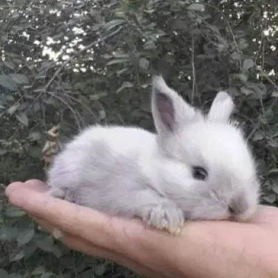 خرگوش لوپ فنجونی|موش و خرگوش|صوفیان, |دیوار