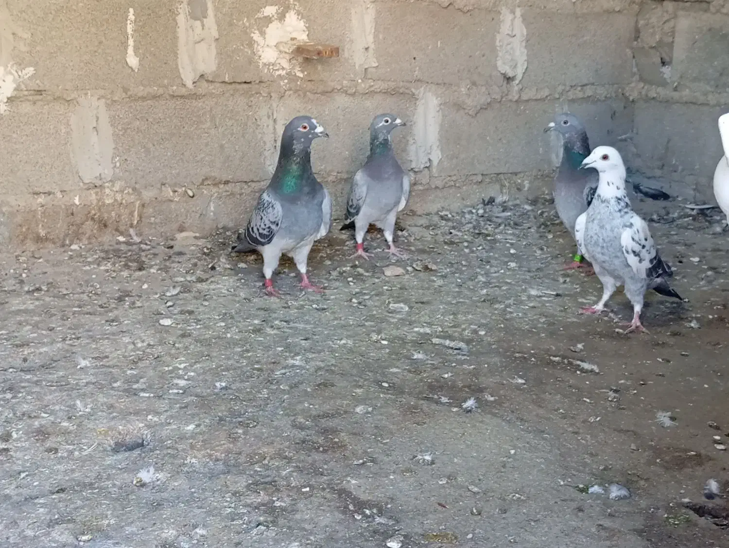 کبوتر|پرنده|دلند, |دیوار