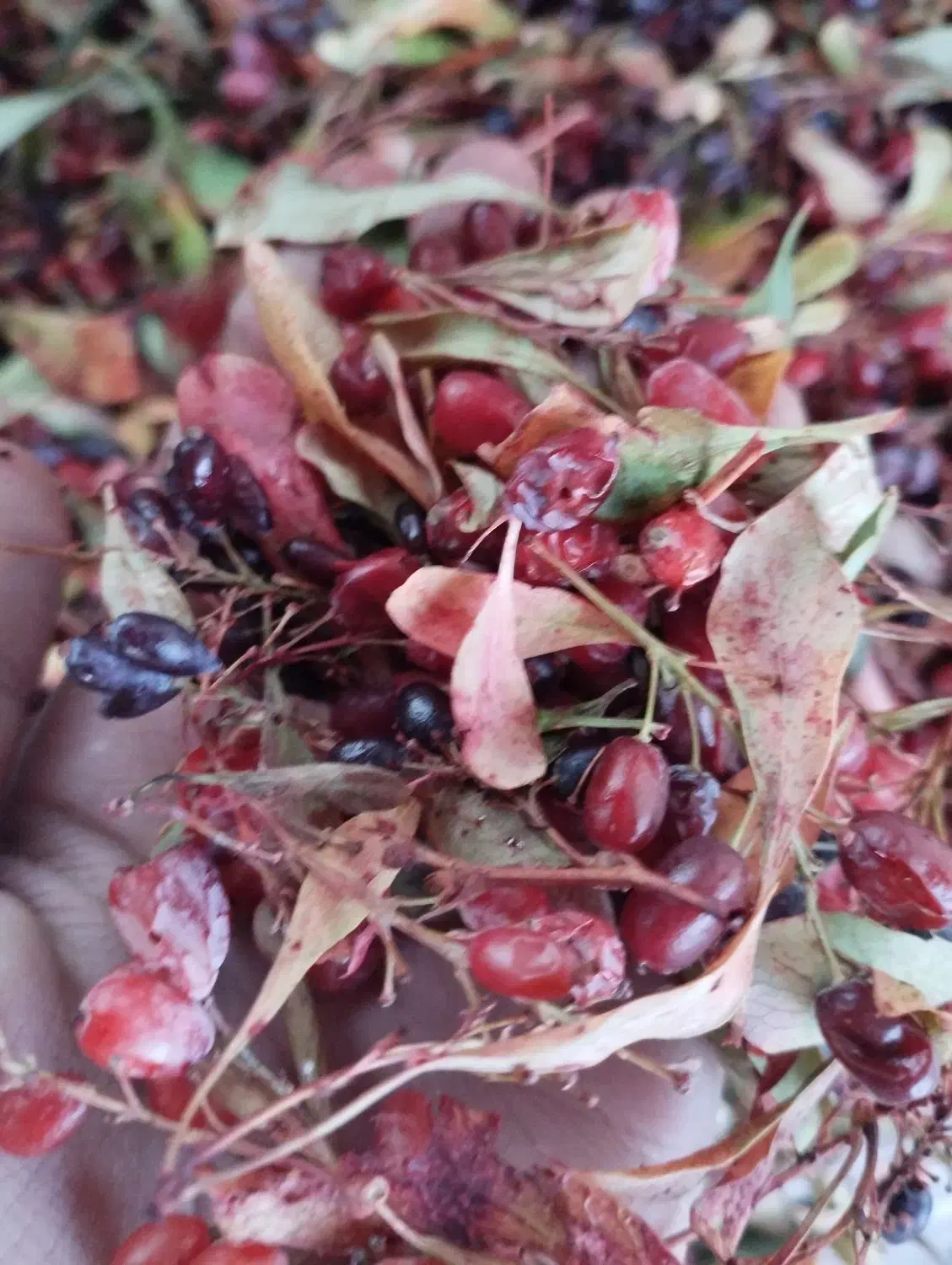 زرشک کوهی|خوردنی و آشامیدنی|قم, کلهری|دیوار