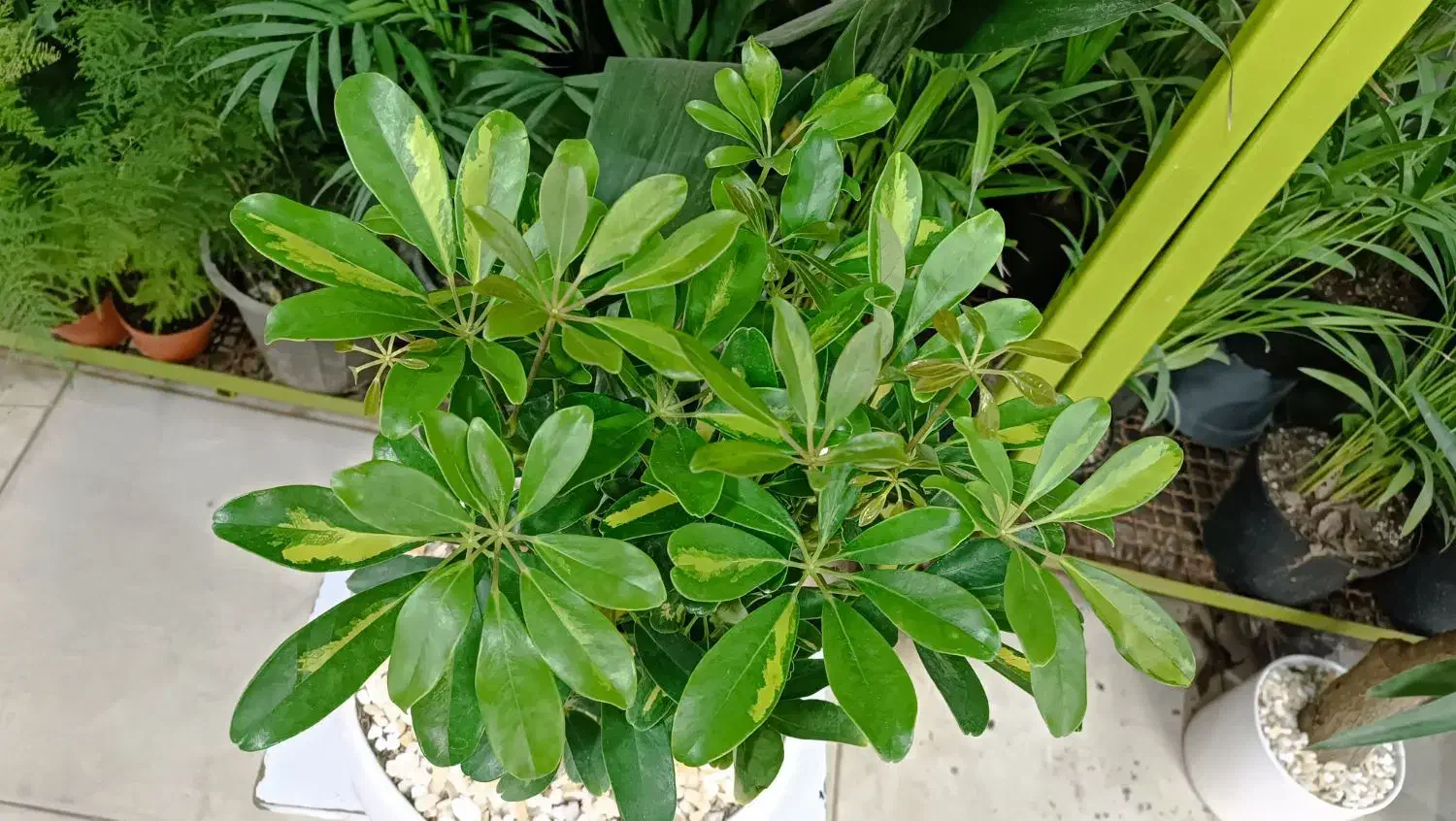 آنلاین|کنسول، بازی ویدئویی و آنلاین|مشهد, حیدرآباد|دیوار