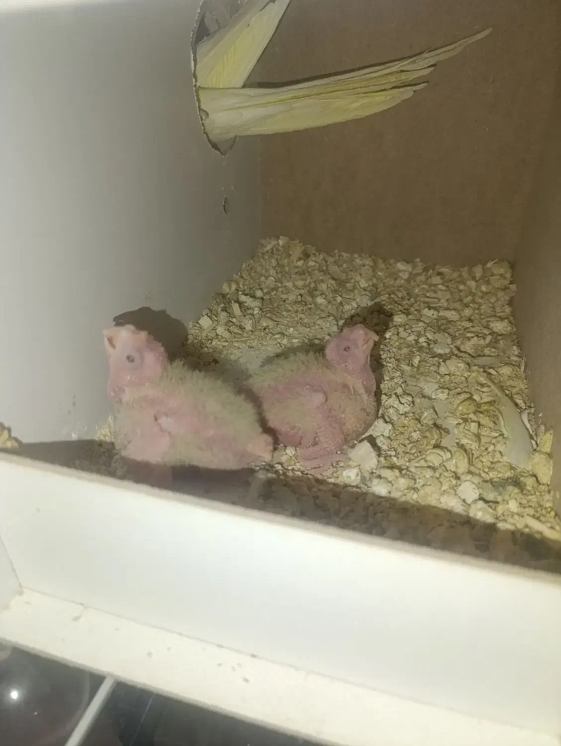 عروس مولد لوتینو با جوجه|پرنده|آران و بیدگل, |دیوار