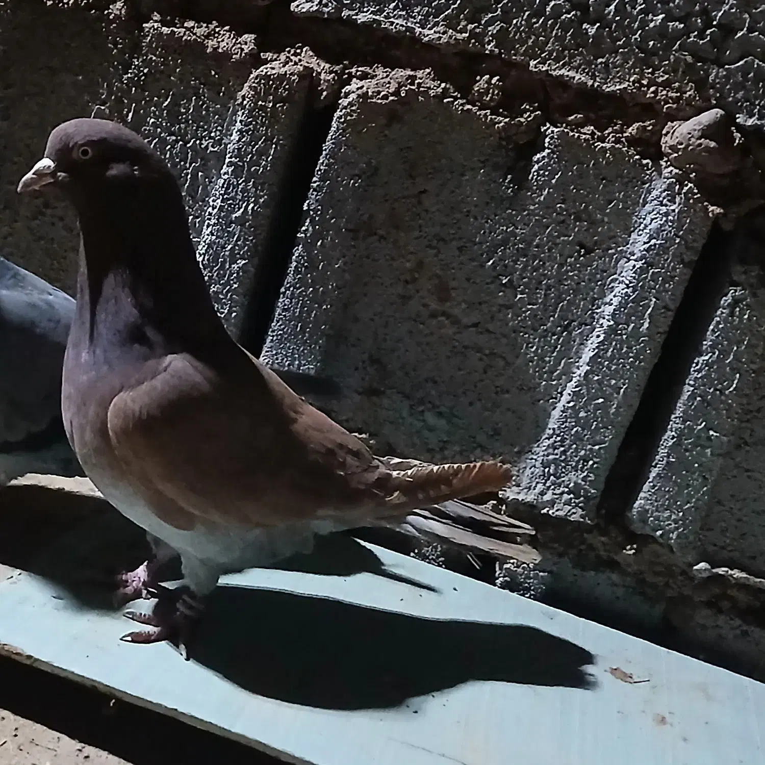 نر انگلیسی|پرنده|ثمرین, |دیوار