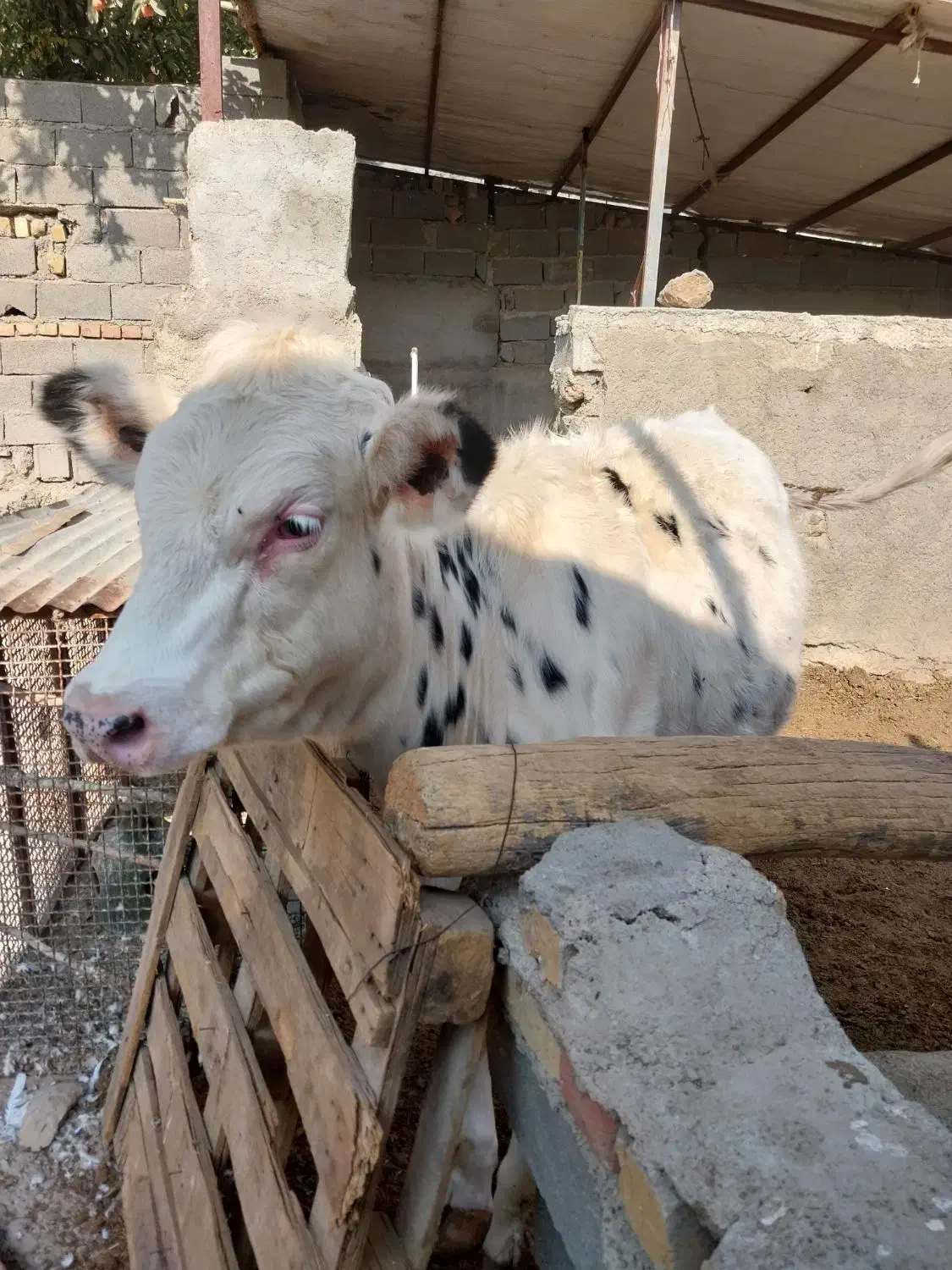 تلیسه پای کل|حیوانات مزرعه|هشتگرد, خور|دیوار