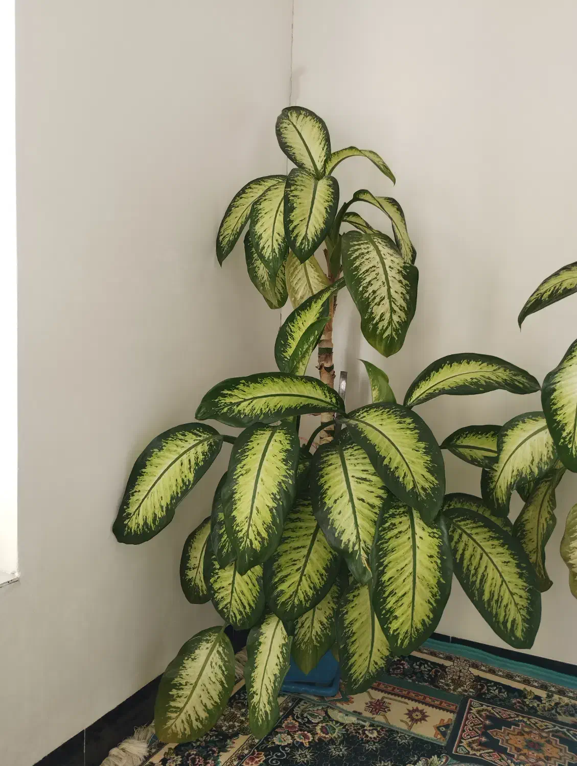 دوو عدد گل دیفین|گل و گیاه طبیعی|جوانرود, |دیوار