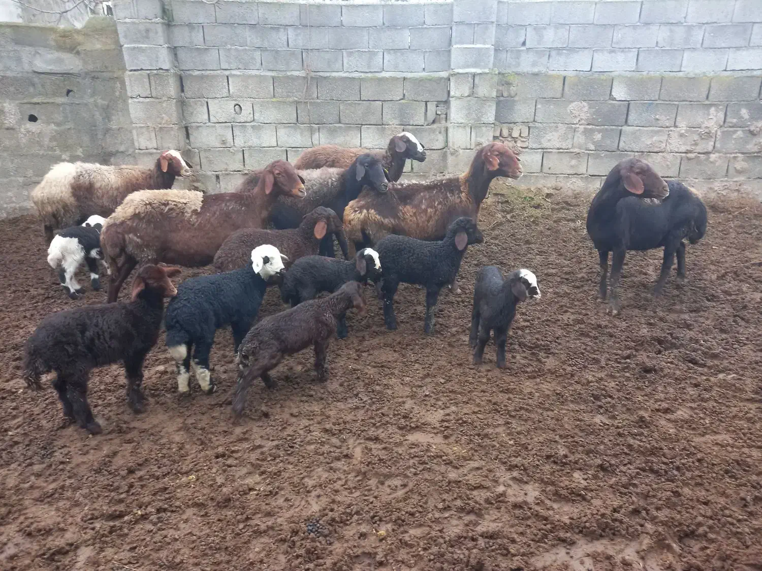 ۶تا گوسفند بره مار|حیوانات مزرعه|آق قلا, |دیوار