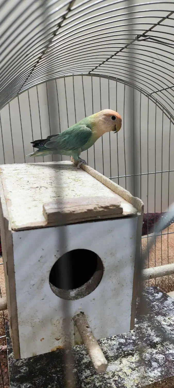 طوطی کوتوله نر مولد|پرنده|اصفهان, جاوان|دیوار