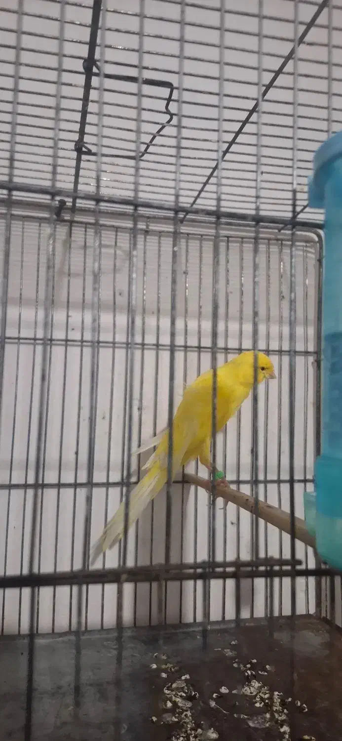 قناری رسمی بلند|پرنده|شیراز, بید زرد|دیوار