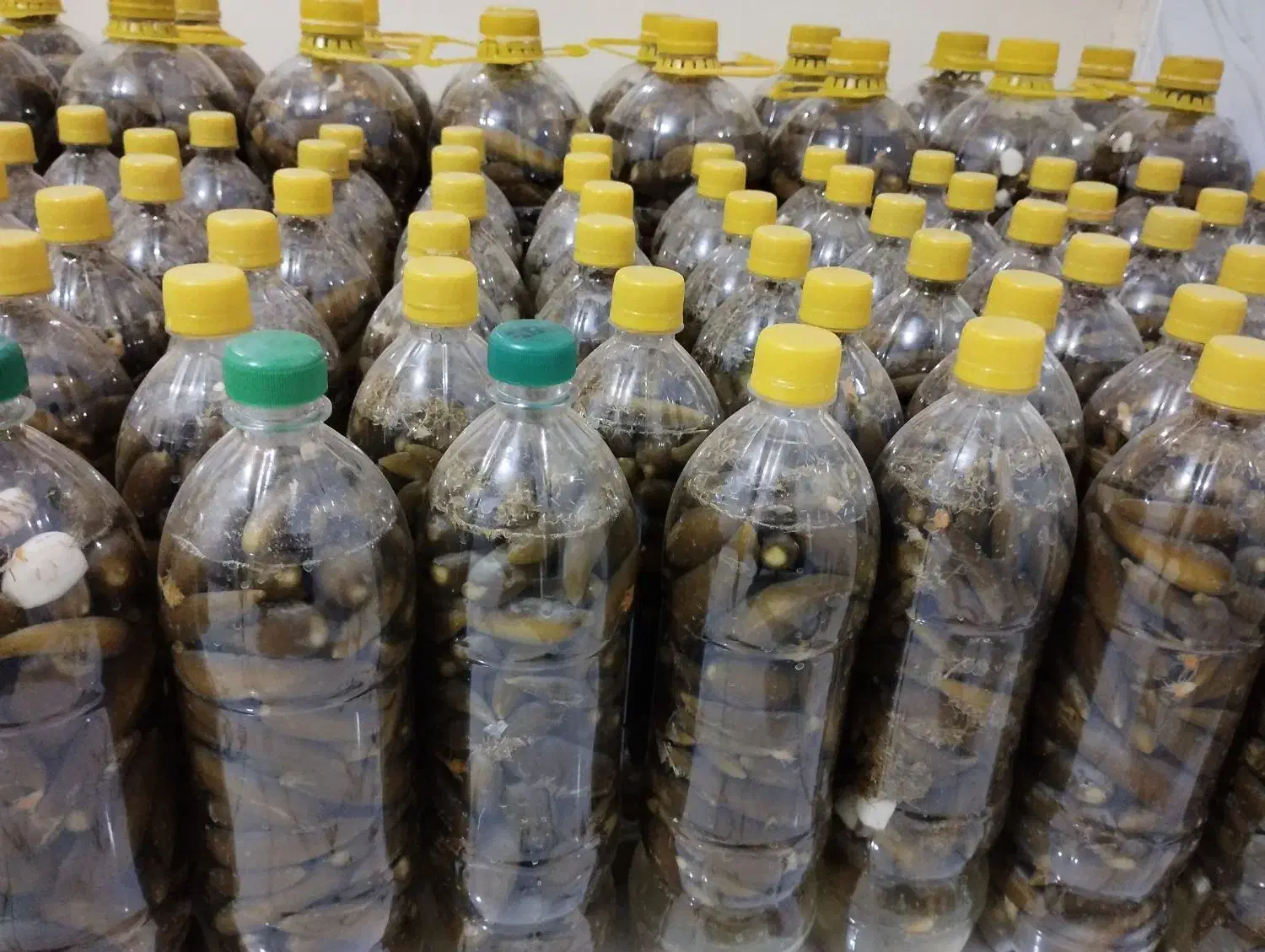 فروش خیارشور ویژه|خوردنی و آشامیدنی|شیرینسو, |دیوار