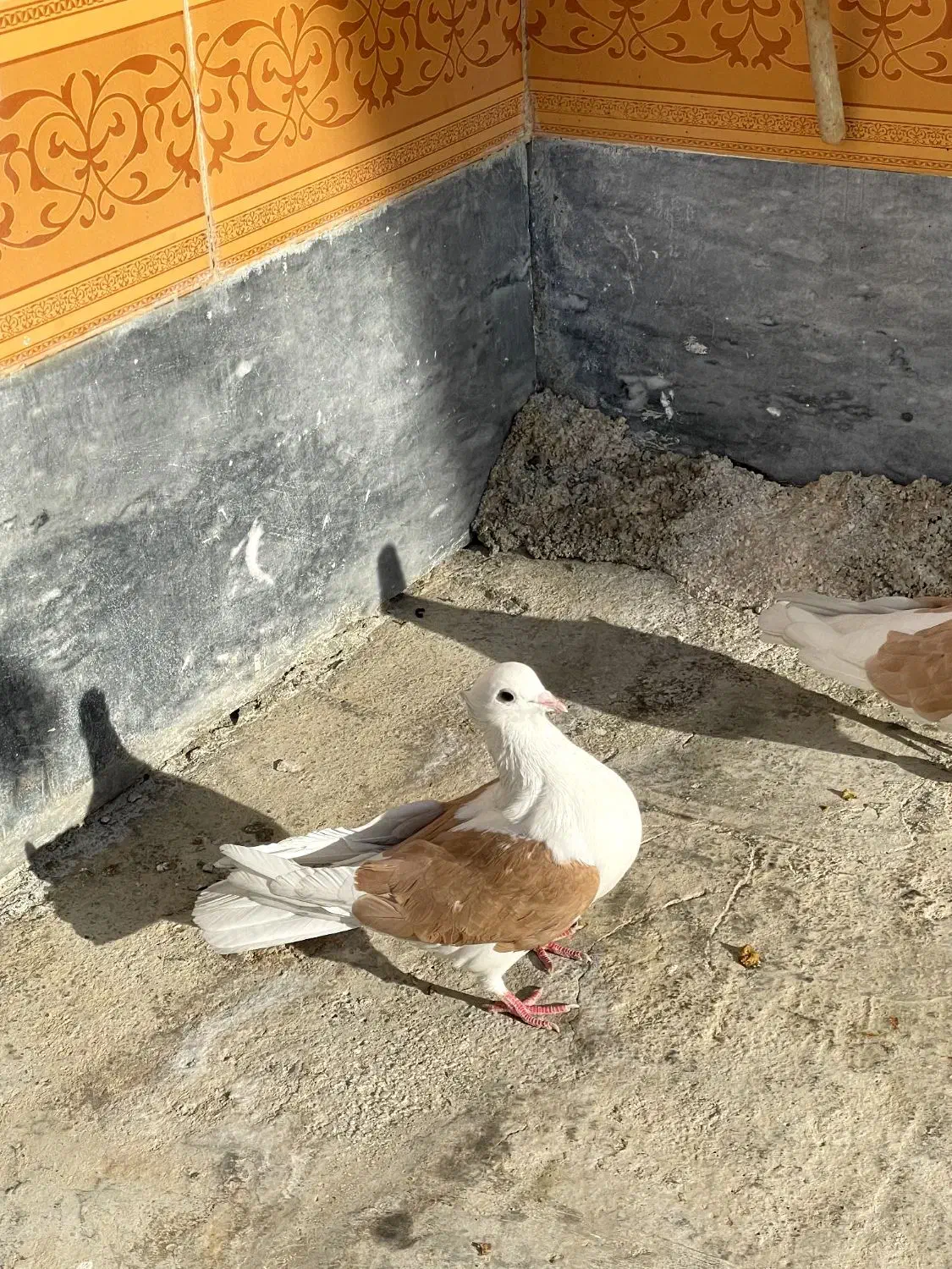 دوکت زرد|پرنده|اهواز, کیانپارس |دیوار