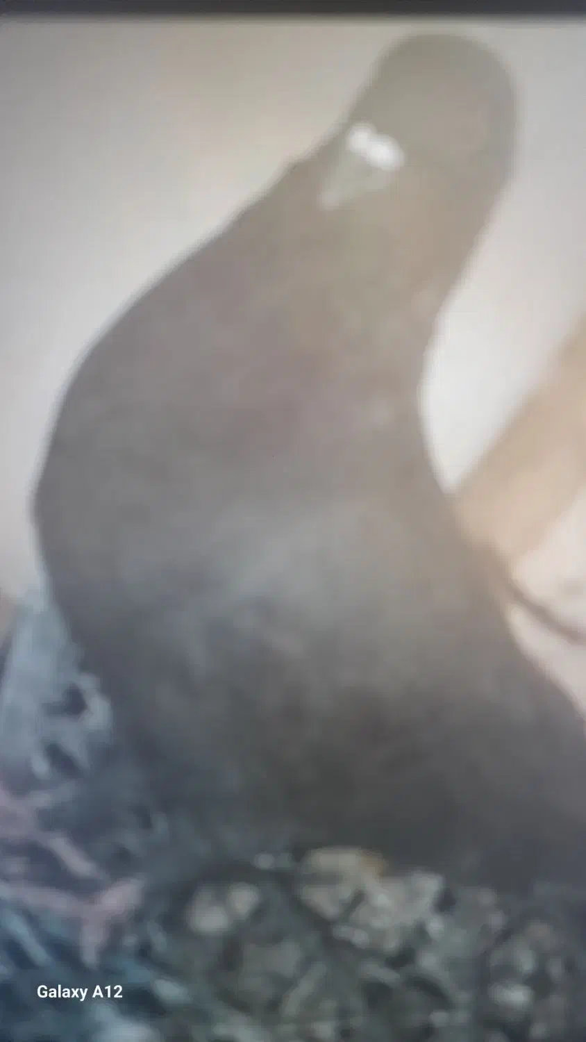 کفتر|پرنده|اشکذر, |دیوار