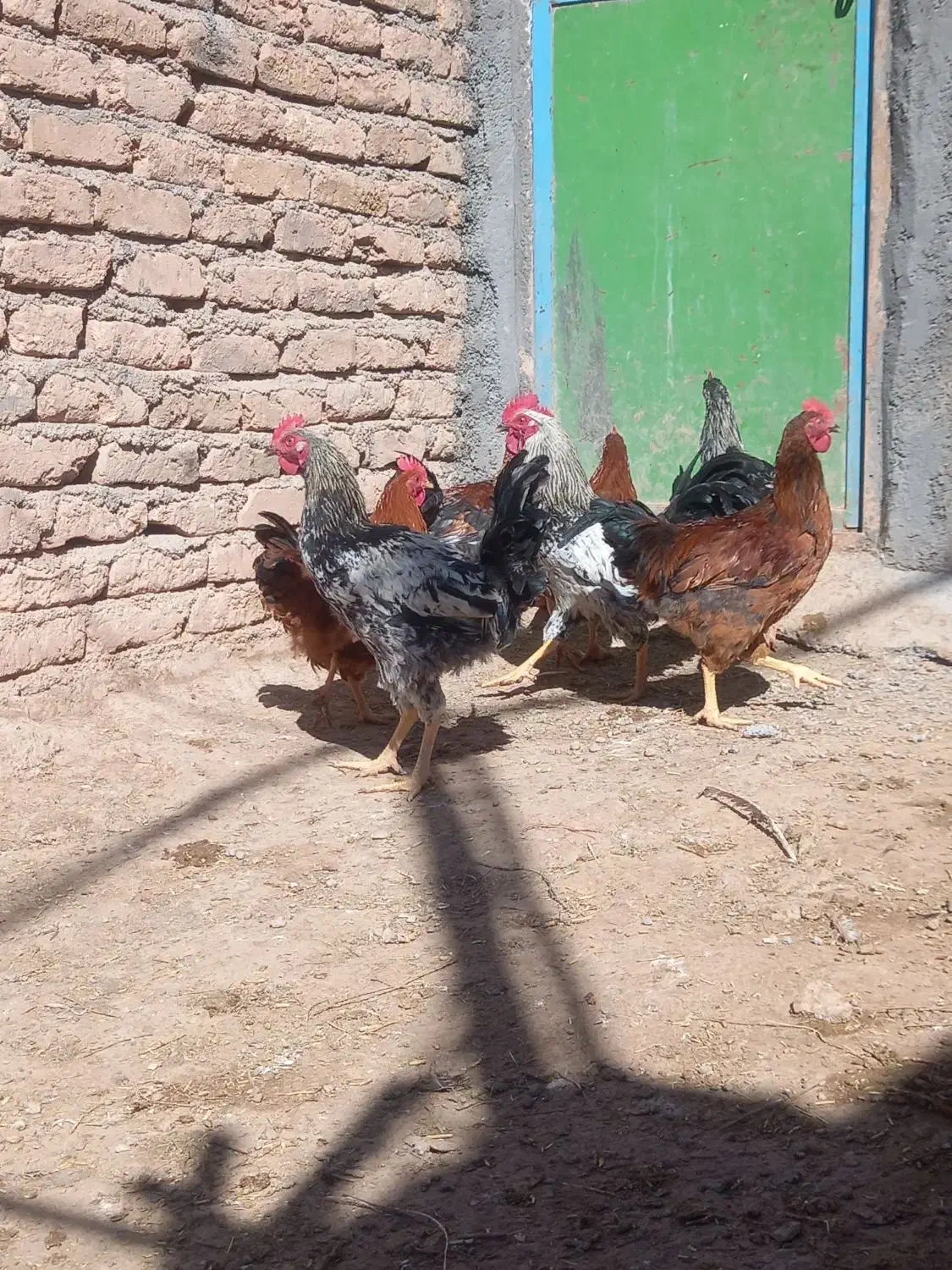 خروس|حیوانات مزرعه|قیدار, |دیوار