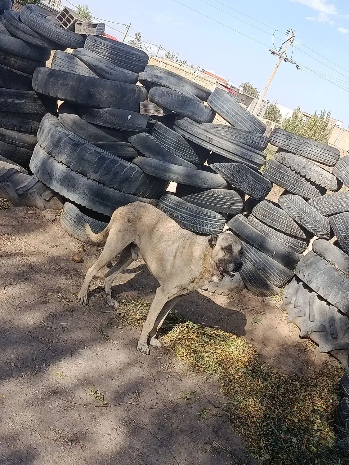 سرابی اصل گله|سگ|اردبیل, |دیوار