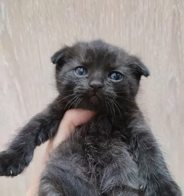 گربه اسکاتیش و بریتیش|گربه|تهران, سبلان (لشگر)|دیوار