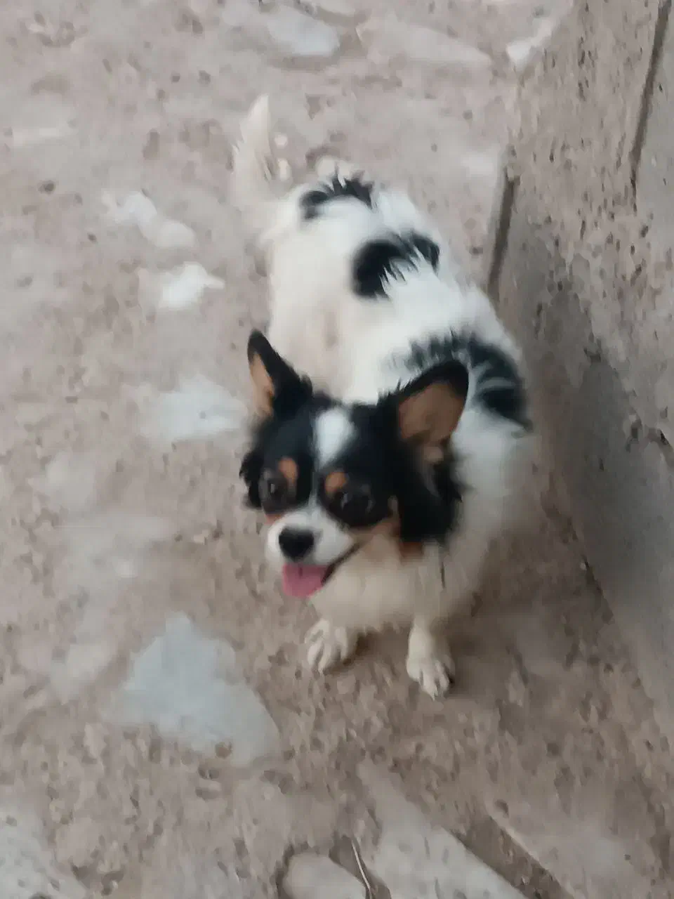 سگ اشپیتز و پاپی و خودمونی|سگ|نی‌ریز, |دیوار