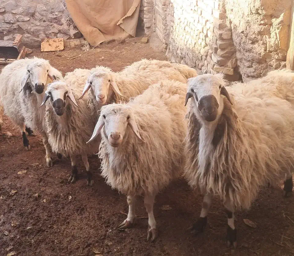 بره و شیشک|حیوانات مزرعه|سبزوار, قصبه شرقی|دیوار