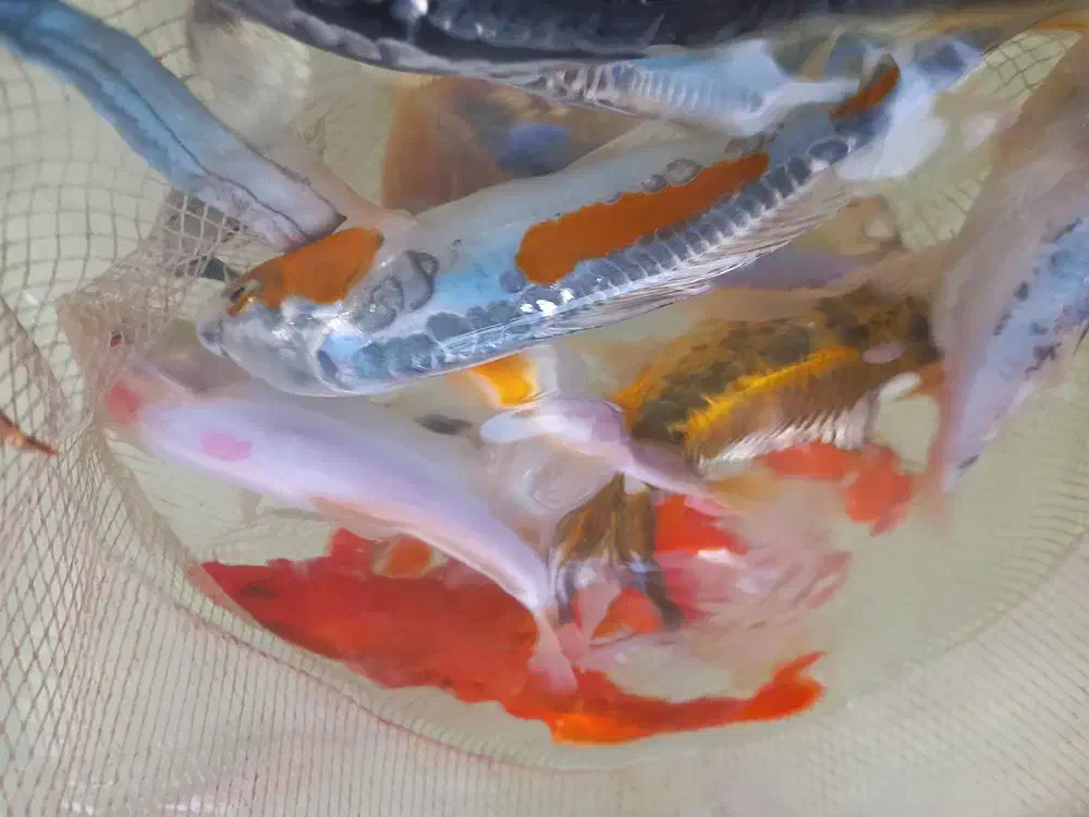 ماهی کوی استخری باغی|ماهی|مشهد, حجت|دیوار