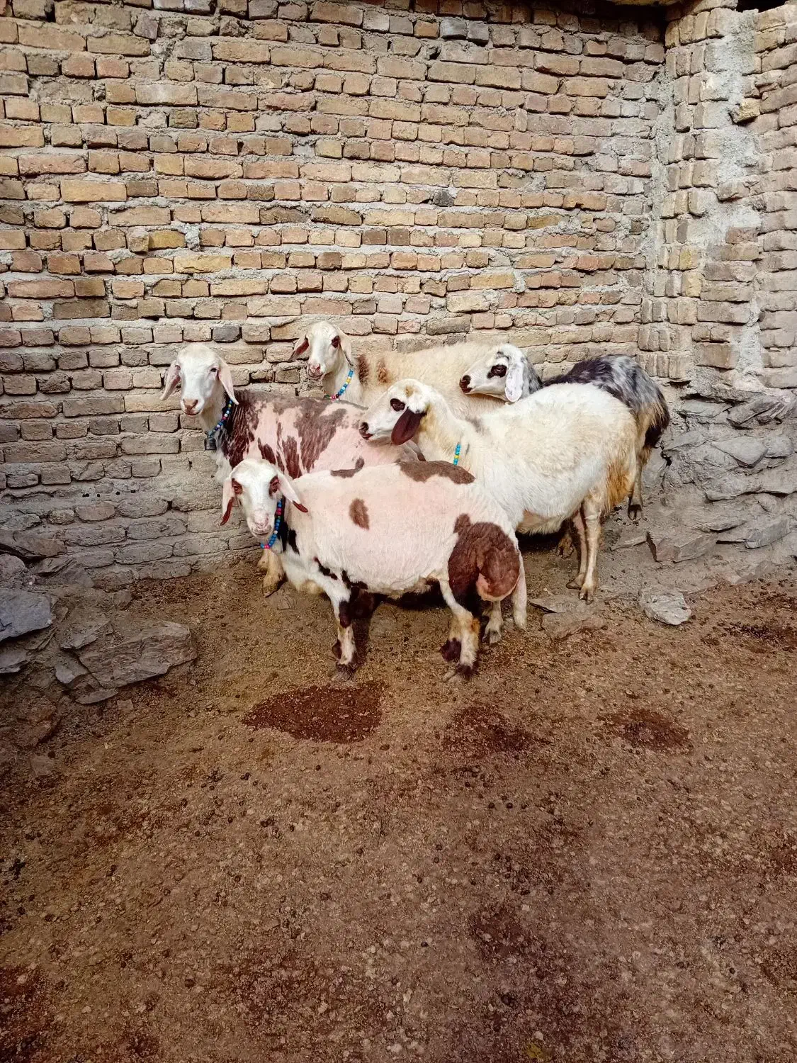 شیشک ابستن پلنگی|حیوانات مزرعه|زند, |دیوار