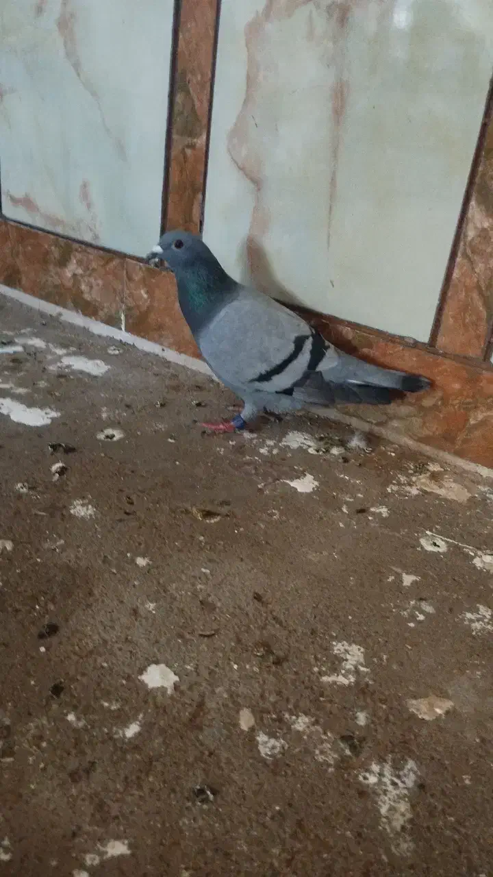 کفتر پیگو|پرنده|اهواز, بیست متری شهرداری|دیوار