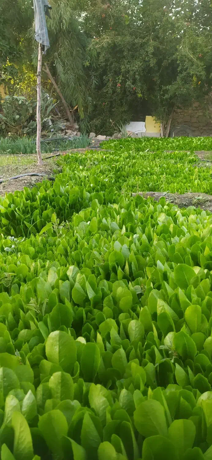 رخمه کاهو درجه یک آماده کاشت|گل و گیاه طبیعی|دهدشت, |دیوار