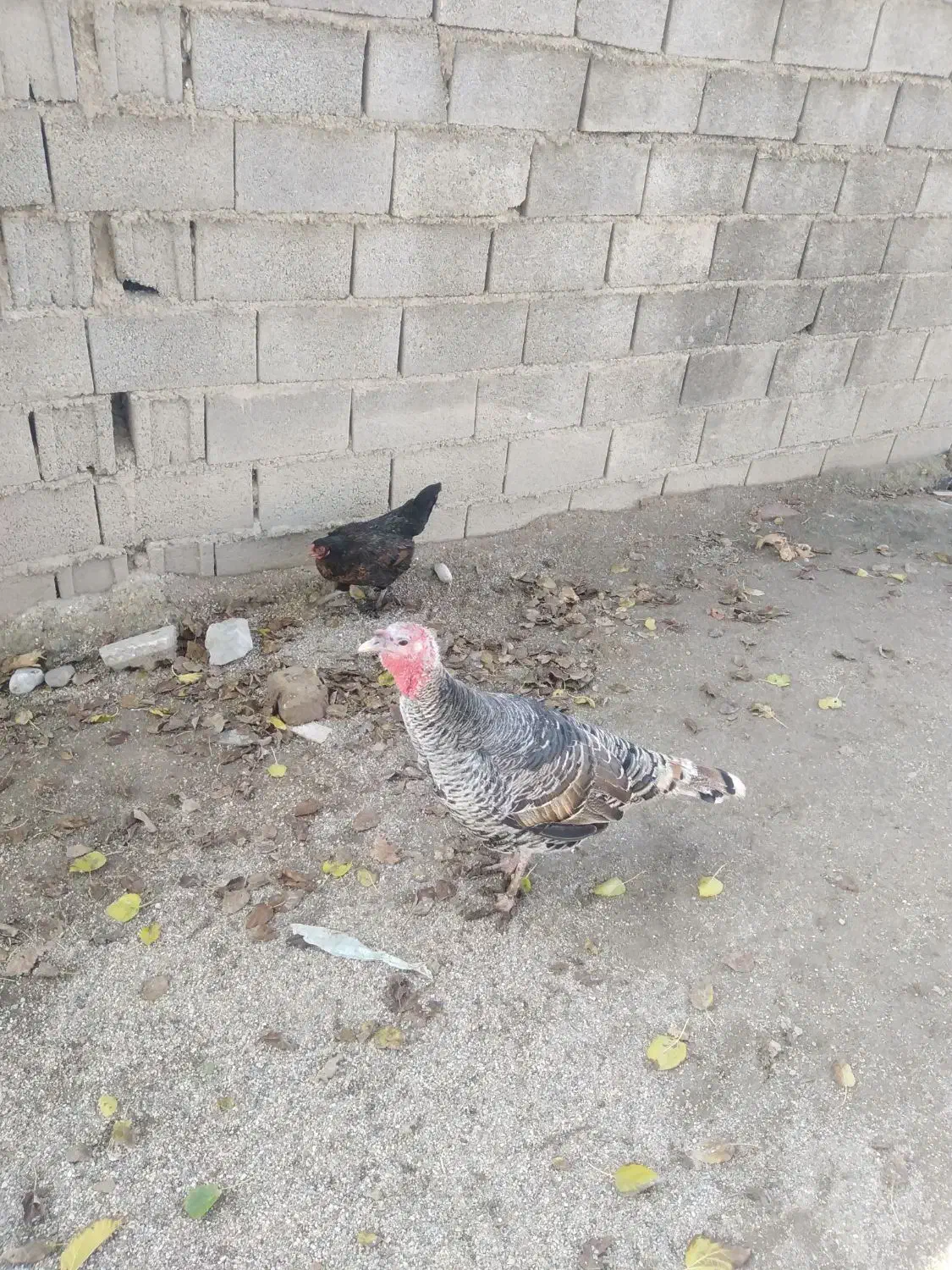 یک جفت بوقلمون ماده|حیوانات مزرعه|رامیان, |دیوار